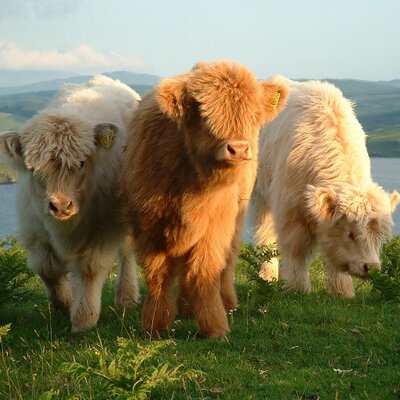 Profile Picture of Joe Curran (@JoeCurran8K) on Twitter
