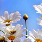 Profile Picture of Danielle Scruton (@DanielleScru2) on Youtube