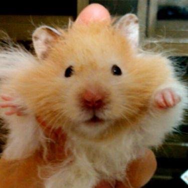 Profile Picture of Cesar Jara (@cesarjara6) on Twitter