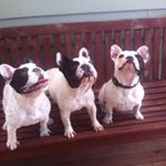Greg & Kerry Edmunds - Instagram Profile Picture of Greg & Kerry Edmunds (@charmabulbulldogs) on Instagram