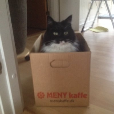 Profile Picture of Daniel Møller Zeij (@Zeij_Daniel) on Twitter