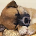 Profile Picture of Alicerubino (@alicerubino71) on Instagram