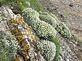 Profile Picture of Hormathophylla spinosaon Wikipedia