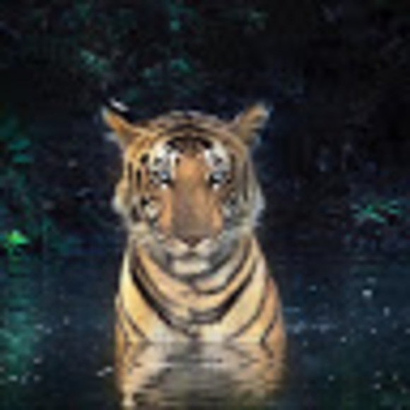 Profile Picture of Leonardo Shanks (@leshank) on Poshmark