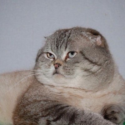 Profile Picture of Osetskaya (@osetskayaaa) on Twitter