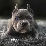 Profile Picture of Karl Deckert (@karl.deckert.5) on Instagram