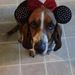 Profile Picture of Dawn Evert (@nvywfe) on Pinterest