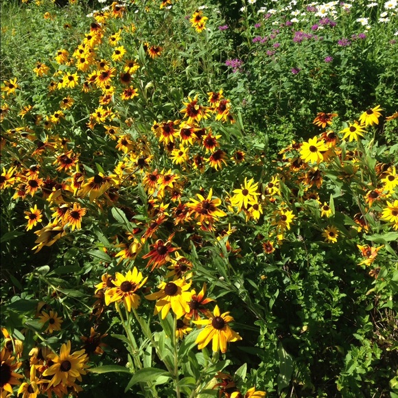 Anna Lys - Poshmark Profile Picture of Anna Lys (@lysis) on Poshmark