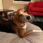 Profile Picture of Big Dog Rescue Project (@bigdogrescueproject) on Instagram