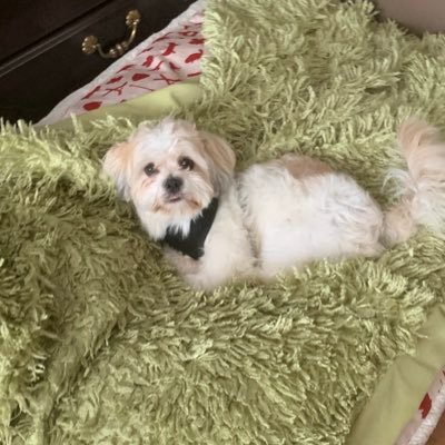 Profile Picture of Joyce Hussey (@JoyceHussey10) on Twitter