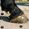 Profile Picture of david hoof (@david.hoof) on Tiktok