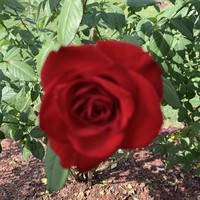 Priscilla Gillespie - Quora Profile Picture of Priscilla Gillespie (@priscilla-gillespie) on Quora