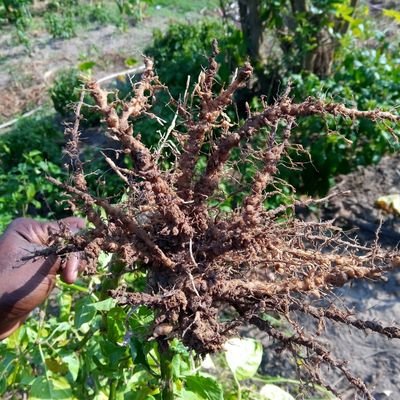 Profile Picture of Dick Yaw Acheampong Andoh (@jdikc) on Twitter