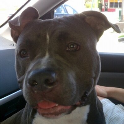 Profile Picture of Moises Alcala (@alcala_mo) on Twitter