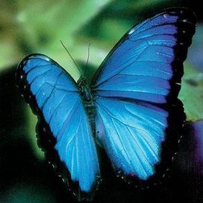 Profile Picture of cheryl 🦋✨🐝 (@chihua16) on Tiktok