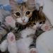 Profile Picture of Gracie Schultz (@Gracie53536) on Pinterest