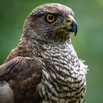 Profile Picture of Tyrone biggums (@maddog_zero) on Instagram