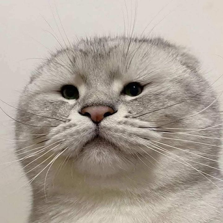 Profile Picture of Matthew (@matty_matito) on Tiktok