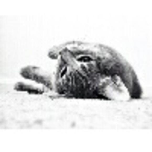 Profile Picture of Frankey M (@frankey) on Poshmark