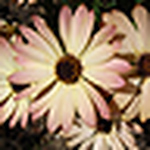 Profile Picture of Claire Thompson (@claire aj thompson) on Flickr