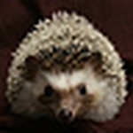 Profile Picture of Debbie Sisson (@debbie sisson) on Flickr