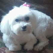 Profile Picture of William Calabrese (@williamcalabrese2197) on Youtube