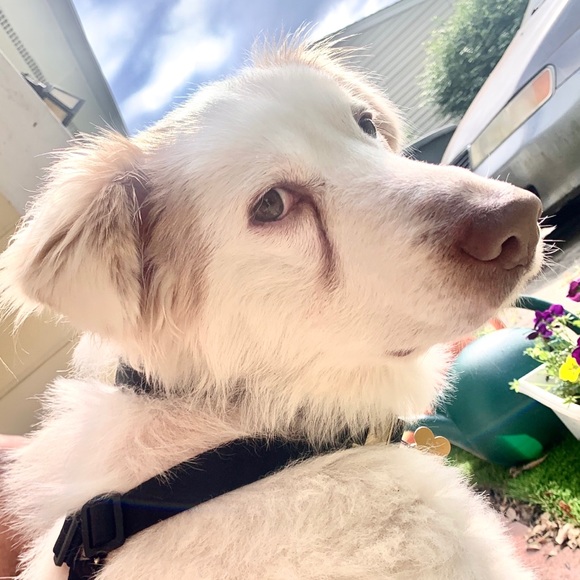 Profile Picture of Stenson Croom (@stenson13) on Poshmark