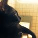 Profile Picture of Joyce Hsieh (@joyce603) on Pinterest