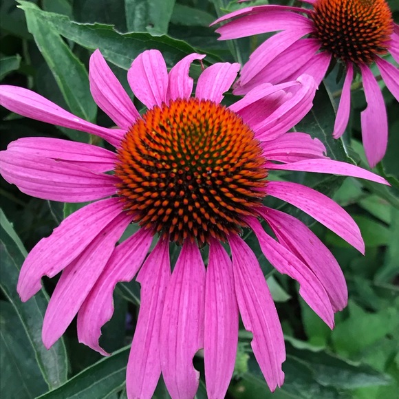 Sumaya Shueib - Poshmark Profile Picture of Sumaya Shueib (@sumayashueib) on Poshmark