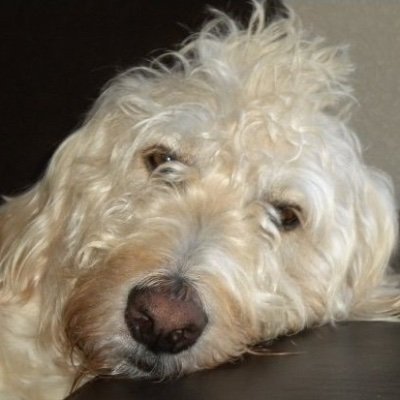 Profile Picture of Shelly Connor (@ShellyConnor9) on Twitter