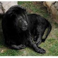 Profile Picture of Richard Crouch (@1black_lion) on Twitter