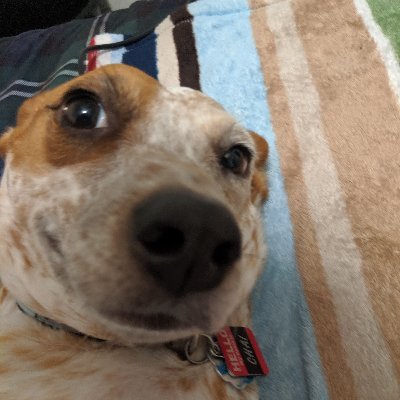 Profile Picture of Sam Tringali (@_Scolipede_) on Twitter