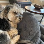 Profile Picture of Lisa Shields Carstens (@bearcarstens) on Instagram