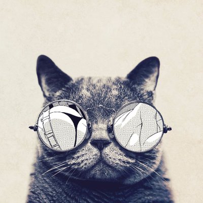 Profile Picture of Finn Cat (@Douglas38836647) on Twitter