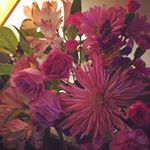 Profile Picture of Nancy Brucker (@nancybaby_pups) on Instagram