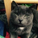 Profile Picture of Kyle (@kyle_the_catt) on Instagram