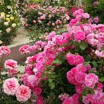 Alfred Rogers - Instagram Profile Picture of Alfred Rogers (@lonitor) on Instagram