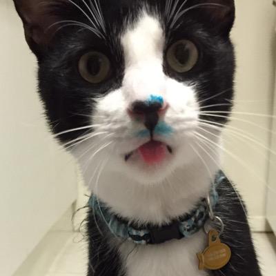 Profile Picture of Sam Cordeiro (@grn_eggs_and_me) on Twitter