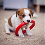 Profile Picture of Kalpesh Solanki Finchod Idar (@finchodidar) on Instagram