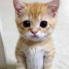 Profile Picture of Patrick (@roder_patrick) on Twitter