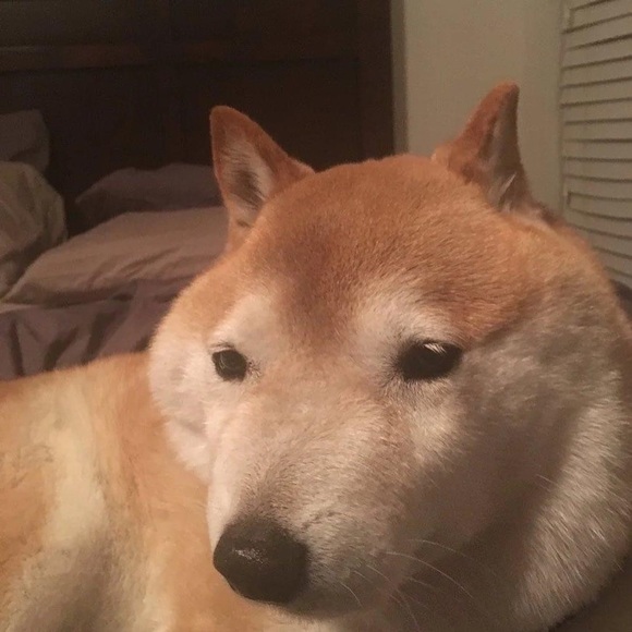 Profile Picture of David Rizo (@spacemufffin) on Poshmark