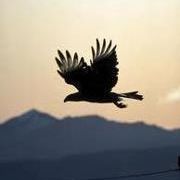 Profile Picture of André Bonaparte (@andrebuenaparte) on Pinterest