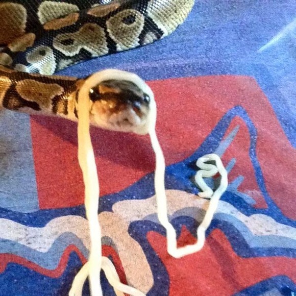 Profile Picture of Morgan Locascio (@morganlocascio) on Poshmark