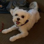 Profile Picture of Chase Hamilton (@chasehamiltonpup) on Instagram