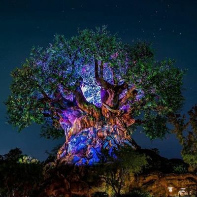 Profile Picture of Joe Rohde's Other Ear (@daklovesjoe) on Twitter