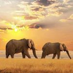 Profile Picture of Nancy Frisch (@frischnancy) on Instagram