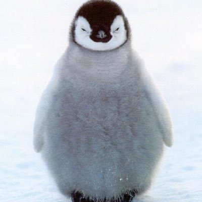 Profile Picture of Kate Bledsoe (@kateB2004) on Twitter