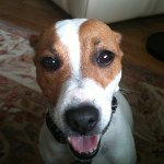 Profile Picture of Jennie Russell-Goldstein (@jenniethedog) on Instagram