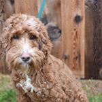 Profile Picture of Pine Lodge Labradoodles (@pine_lodge_labradoodles) on Instagram