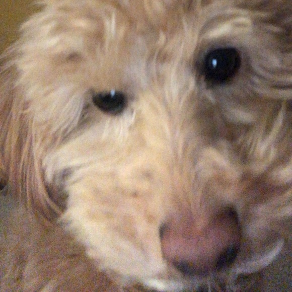 Profile Picture of Noah Frossard (@nmf_baller) on Poshmark